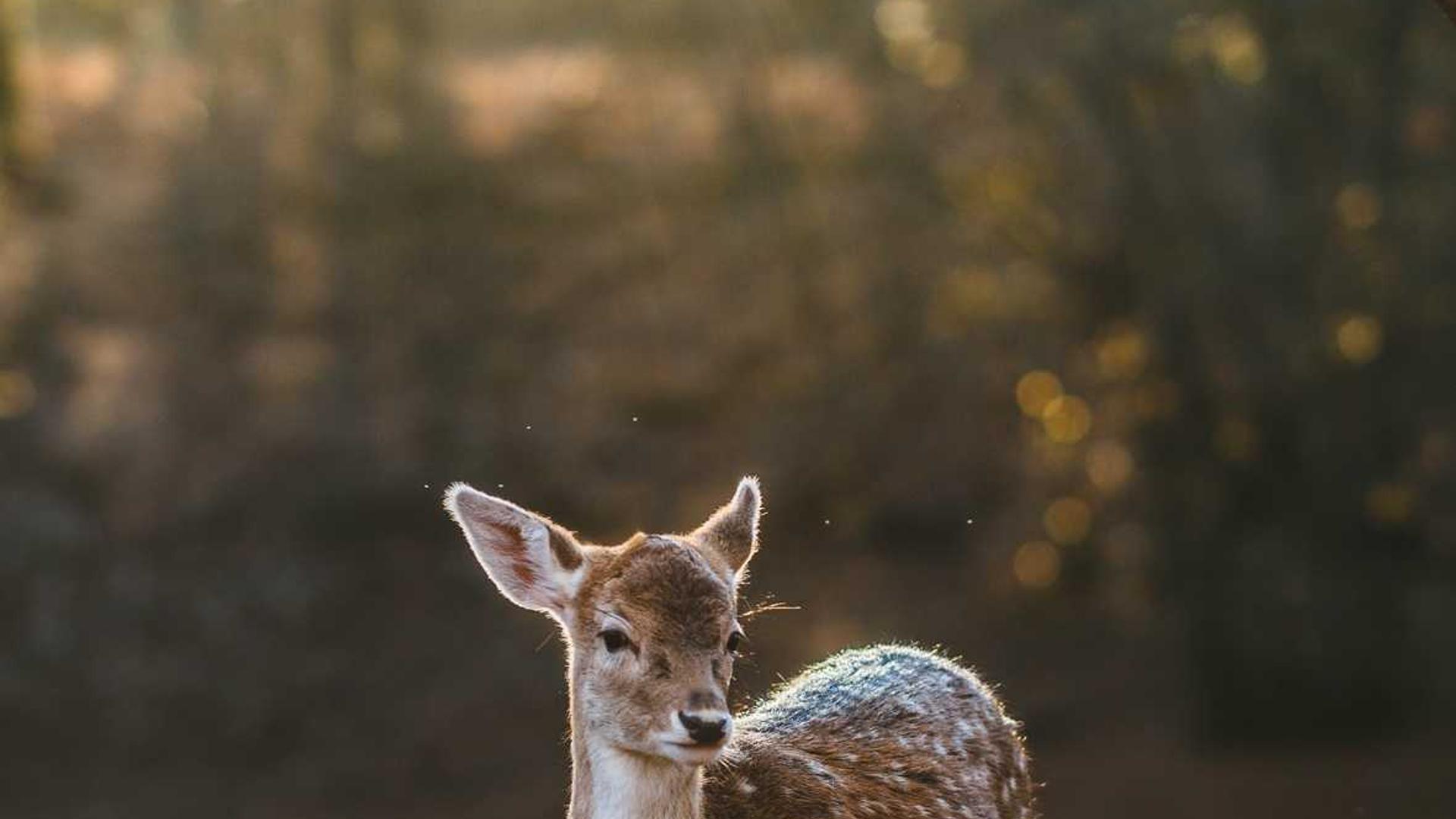 網(wǎng)絡(luò)梗的前世今生